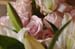 brien_watts 079