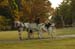 brien_watts 267