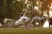 brien_watts 509