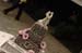 brien_watts 585